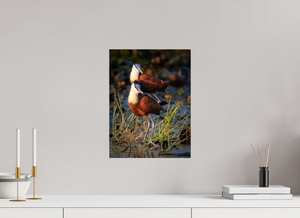 Signs of Spring, African Jacana