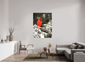 Scarlet Decor, Cardinal