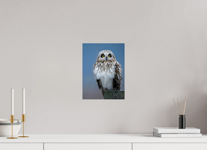 Intensity, Short-eared Owl