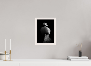 Shadow Play, Tufted Puffin