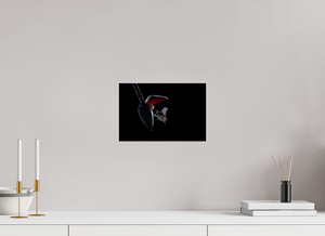 Sugar Shower, Nectar Bat