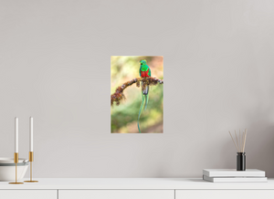 Eye Candy, Resplendent Quetzal