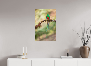 Eye Candy, Resplendent Quetzal