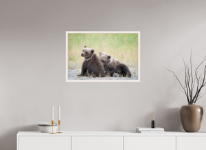 Observation, Alaskan Brown Bear Cubs