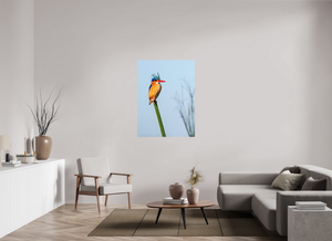 Mohawk, Malachite Kingfisher