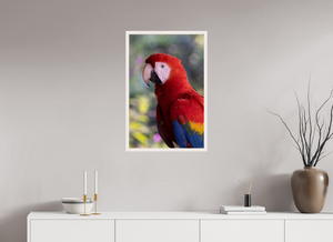 Colors of the Tropics, Scarlet Macaw