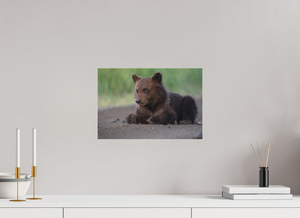 Contemplation, Alaskan Coastal Brown Bear Cub
