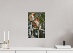 Hair Salon, Proboscis Monkeys