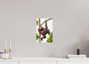 Panic Mode, Orangutan