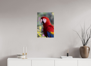Colors of the Tropics, Scarlet Macaw