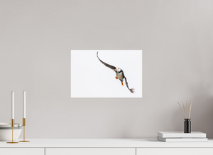 The Provider, Tufted Puffin