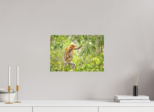 Treetop Lullaby, Proboscis Monkey