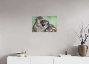 Primal Emotion, Vervet Monkey