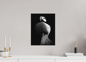 Shadow Play, Tufted Puffin