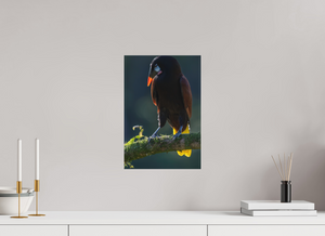 Master of Ceremonies, Montezuma Oropendola