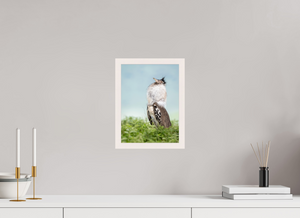 Spring Fancy, Kori Bustard