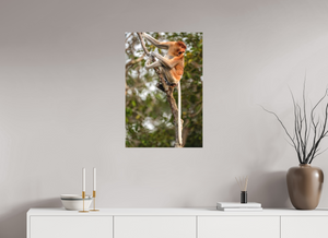 Hostility, Proboscis Monkey