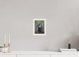 Butcher Block, Short Eared Owl