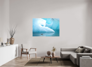 Frozen Eider, Iceland