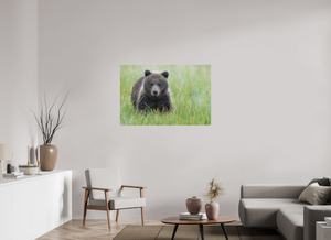Teddy Bear Shower, Alaskan Brown Bear Cub