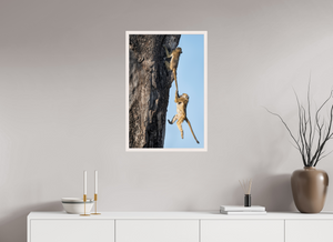 King of the Swingers, Baboon