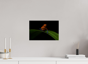 Warning Signs, Poison Dart Frog