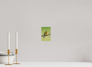 Avian Acrobat, Little Bee Eater