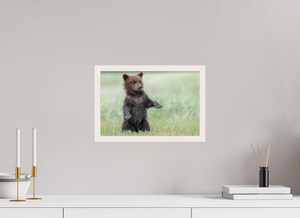 Balancing Act, Alaskan Coastal Brown Bear Cub