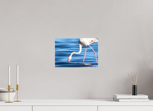 Point of Impact, Greater Flamingo