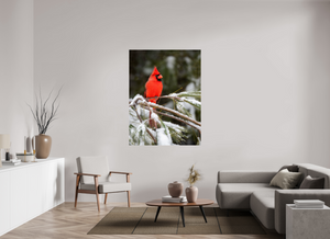 Scarlet Decor, Cardinal