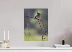 Delicate Details, Amazon Kingfisher