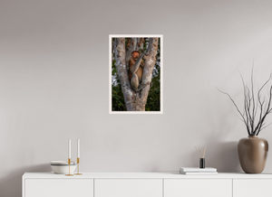 Seat of Honor, Proboscis Monkey