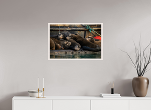 Sleep Over, Sea Lions