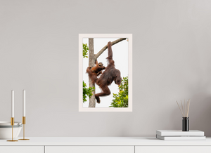 Panic Mode, Orangutan