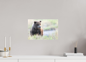 Wonder World, Alaskan Coastal Brown Bear Cub