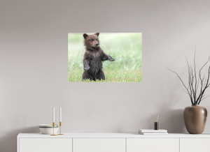 Balancing Act, Alaskan Coastal Brown Bear Cub