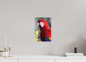 Colors of the Tropics, Scarlet Macaw