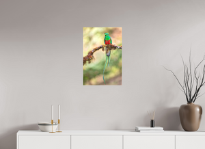 Eye Candy, Resplendent Quetzal