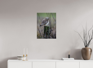 Butcher Block, Short Eared Owl