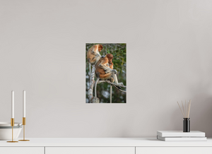 Hair Salon, Proboscis Monkeys