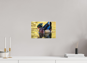 Eye Candy, Wood Duck