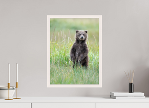 Innocence, Alaskan Coastal Brown Bear Cub