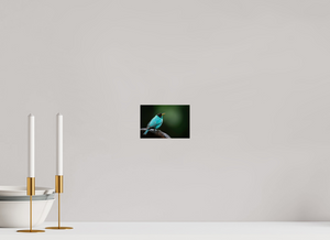 Centerpiece, Green Honeycreeper