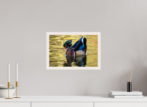 Eye Candy, Wood Duck