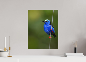 Scarlet Stockings, Red-legged Honeycreeper