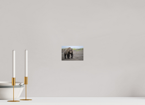 Intimidation, Alaskan Coastal Brown Bear