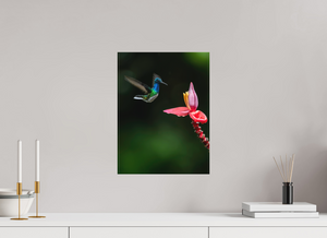 Beauty in Motion, White-Necked Jacobin