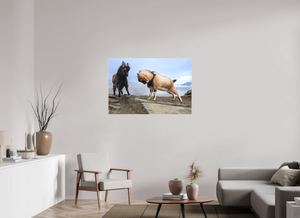 Billy Goat's Gruff, New Zealand