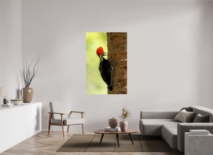 Exclamation, Pale-billed Woodpecker