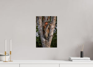 Seat of Honor, Proboscis Monkey